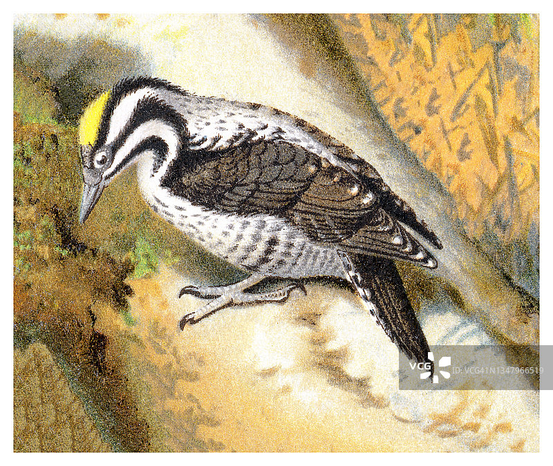 鸟类学古老雕刻插图：欧亚三趾啄木鸟图片素材