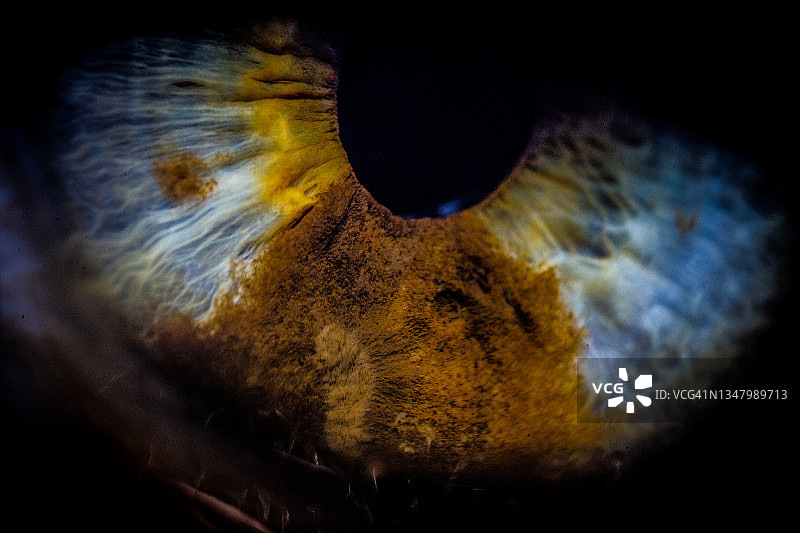 眼睛的解剖结构（自然染色）图片素材