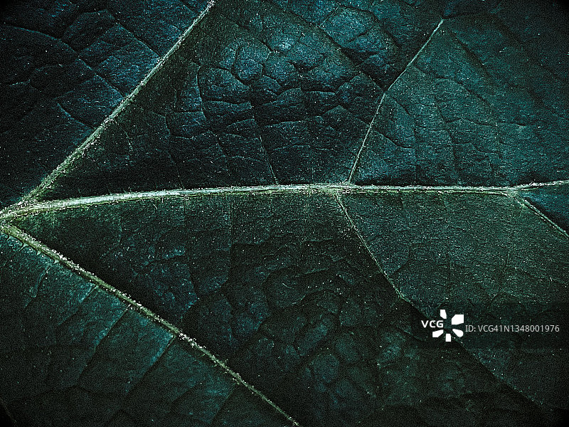 秋叶特写图片素材