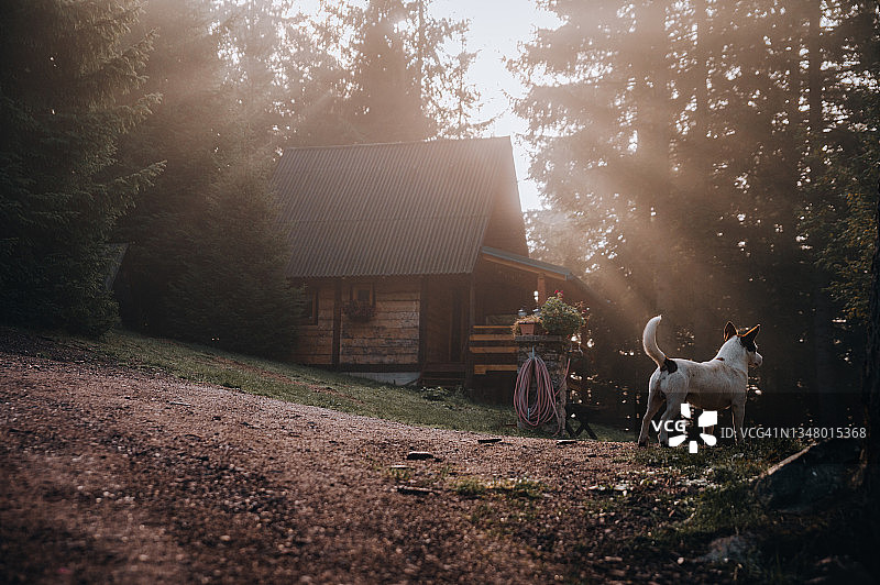 温馨的森林静居图片素材