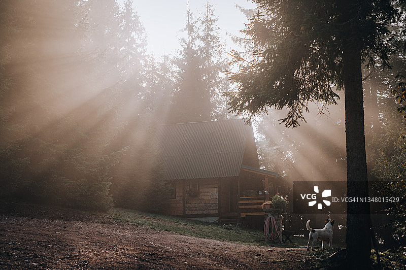 阳光穿过森林木屋的树枝图片素材