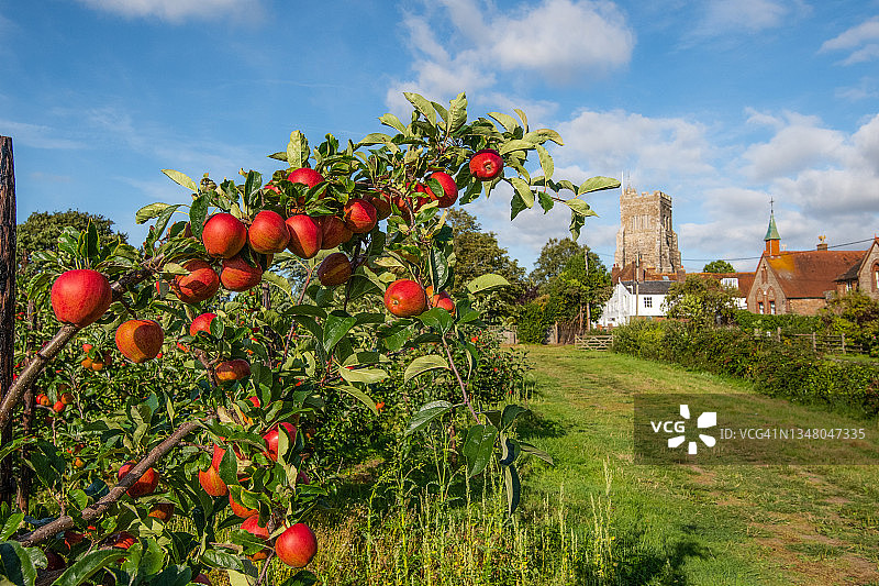 树上的嘎啦果，英国肯特图片素材