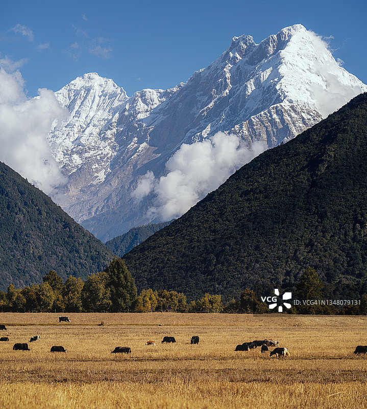 加拉白垒峰下的畜群图片素材