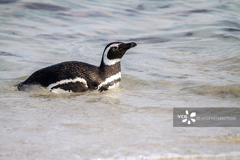 麦哲伦企鹅图片素材