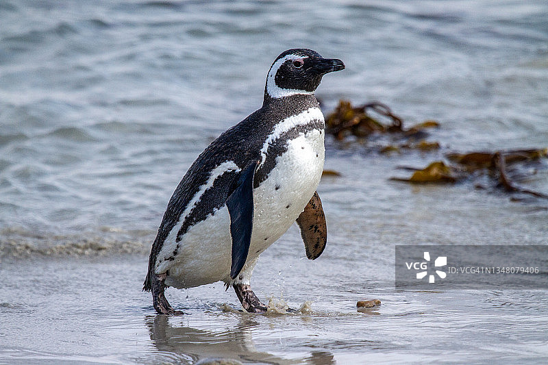 麦哲伦企鹅图片素材