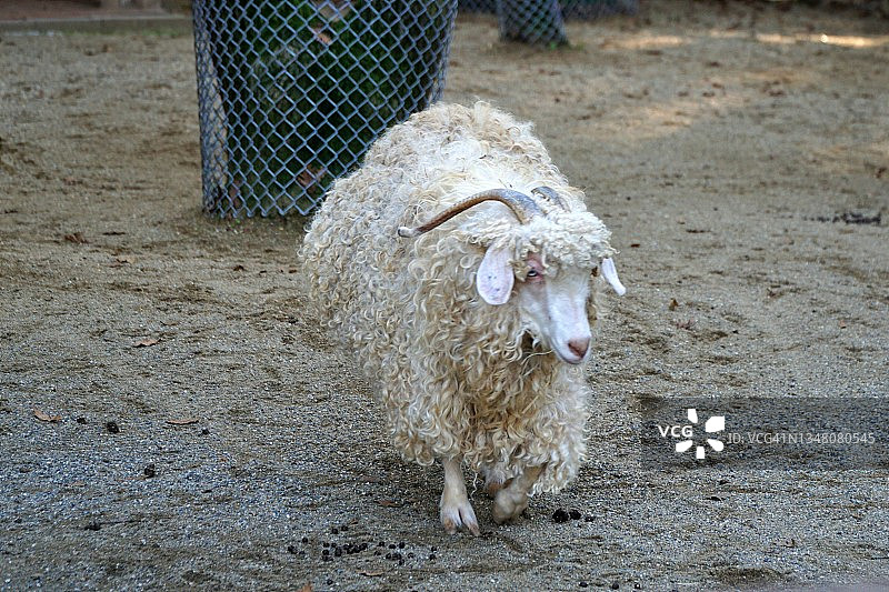 安哥拉马海毛山羊图片素材