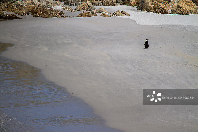麦哲伦企鹅图片素材