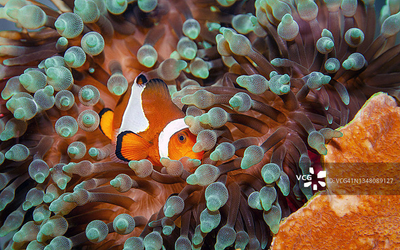 小丑鱼/海葵鱼图片素材