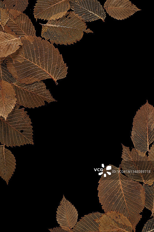 黑色背景秋叶图片素材