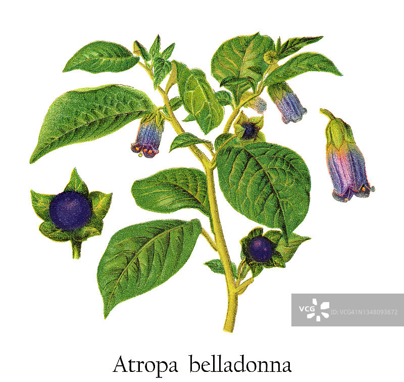 旧彩色石版画颠茄插图图片素材