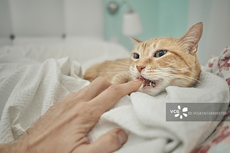 猫咪正在咬主人的手图片素材