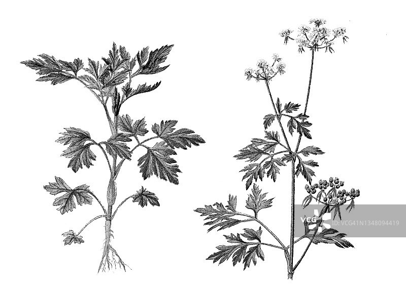 毒芹复古雕刻插图图片素材