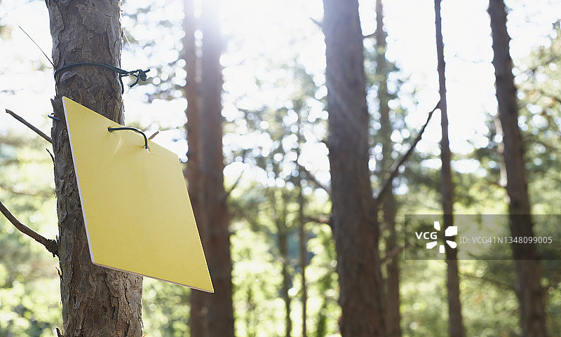 森林中带有数字一标志的树木的低角度侧视图图片素材