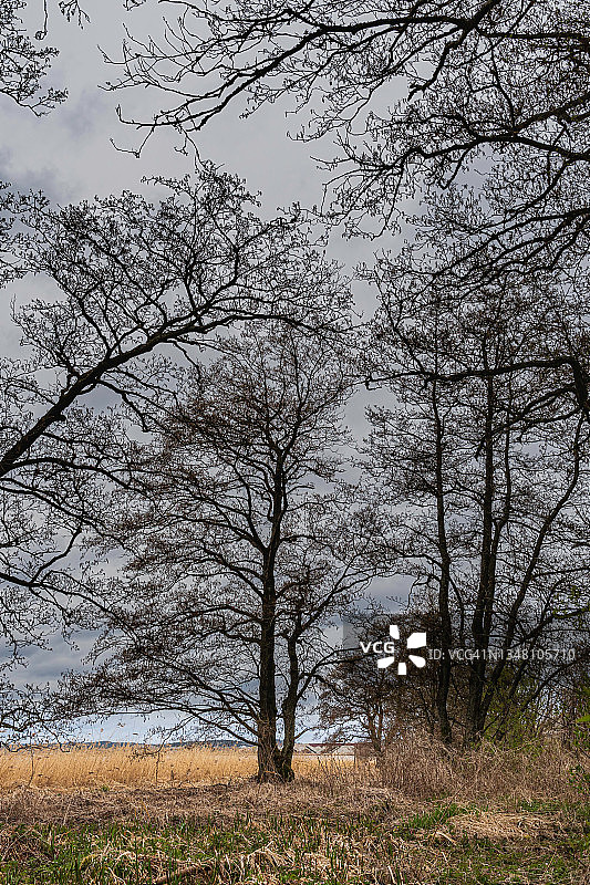 树木剪影图片素材