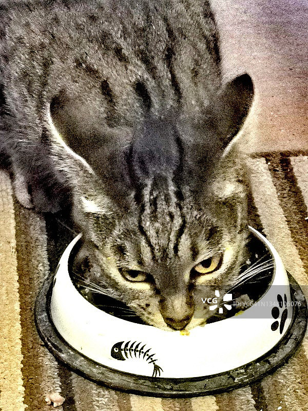 灰色的猫图片素材