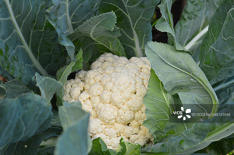 有机花椰菜图片素材