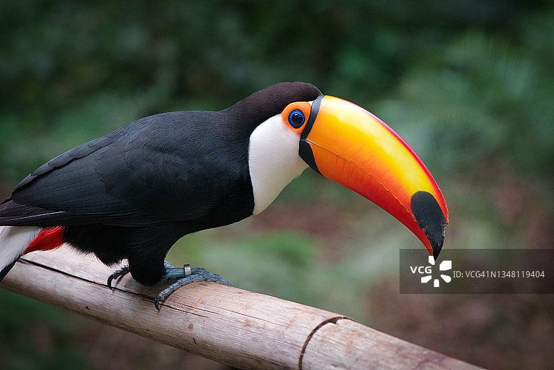 鸟类公园里的巨嘴鸟图片素材