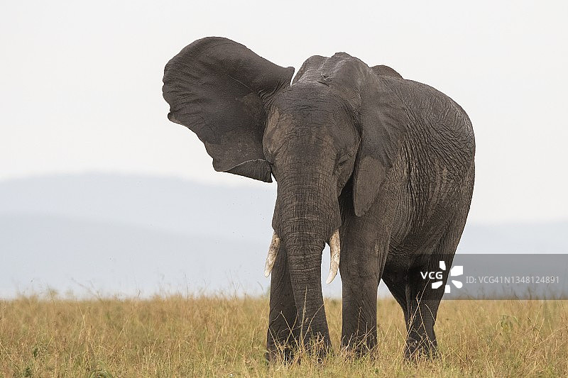年轻的雄性非洲象图片素材