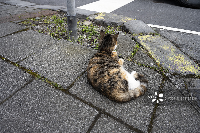 在雷克雅未克市中心行走玩耍的短毛猫图片素材