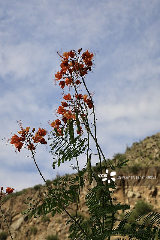干旱景观中的沙漠花卉图片素材