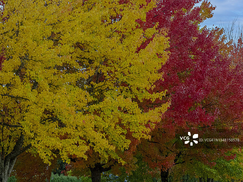 秋叶特写图片素材