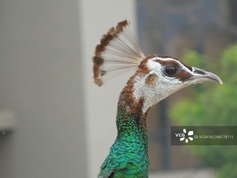 在花园里走动的孔雀图片素材