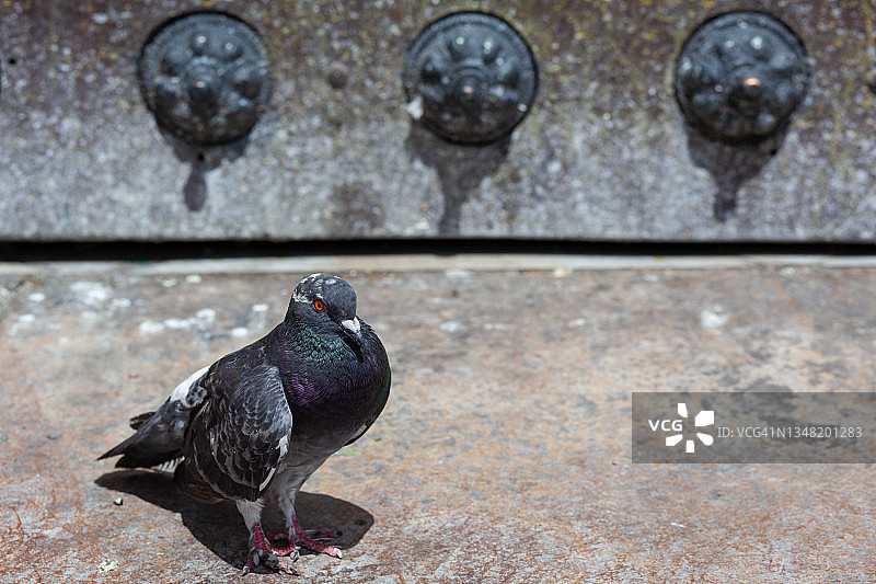 波哥大鸟类图片素材