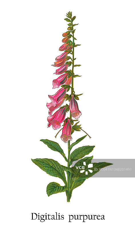 老式彩色石印插图：毛地黄(Digitalis purpurea)图片素材