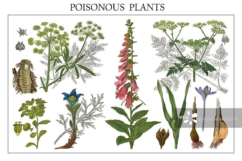 老式彩色石印图：有毒植物图片素材