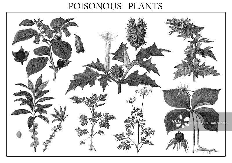 有毒植物老旧彩色石版画图片素材