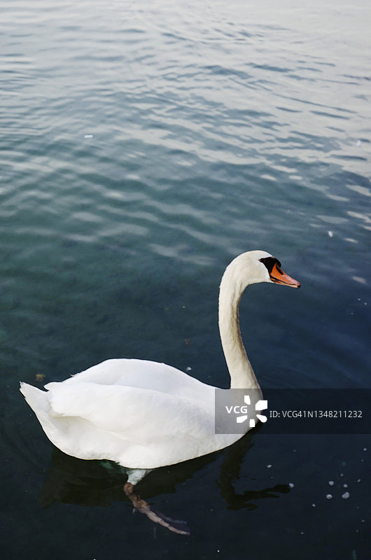 法国安纳西湖中美丽的白天鹅图片素材