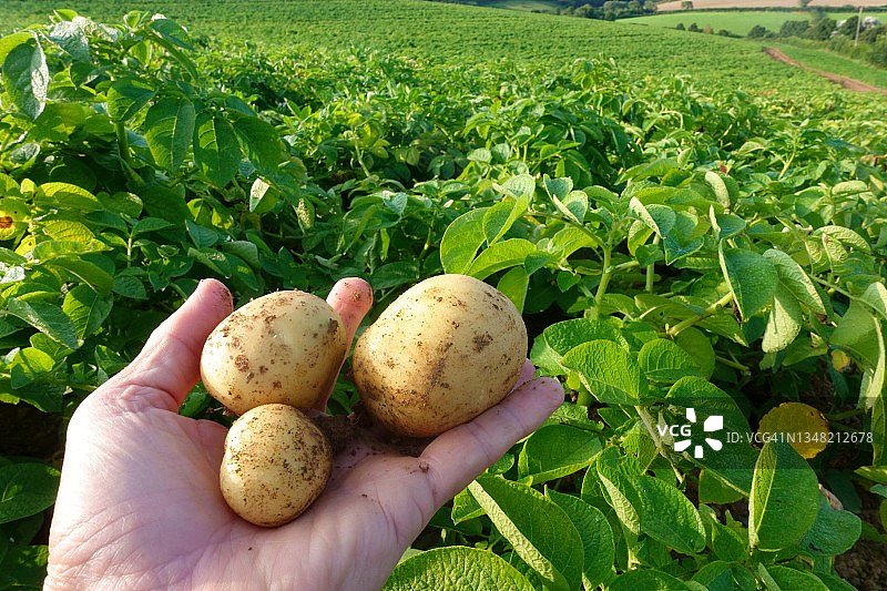 手中的土豆图片素材