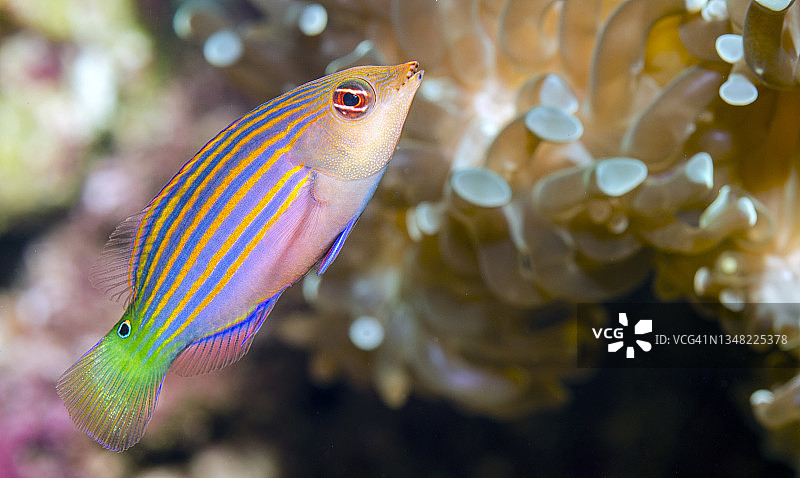 六线龙（Pseudocheilinus hexataenia）图片素材