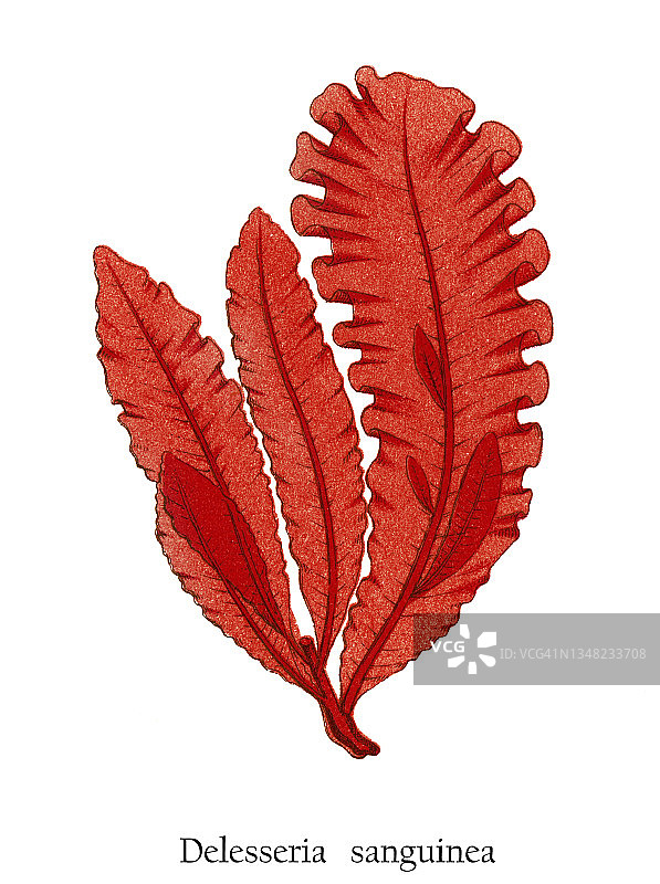 红色海洋海藻（Delesseria sanguinea）老式雕刻插图图片素材