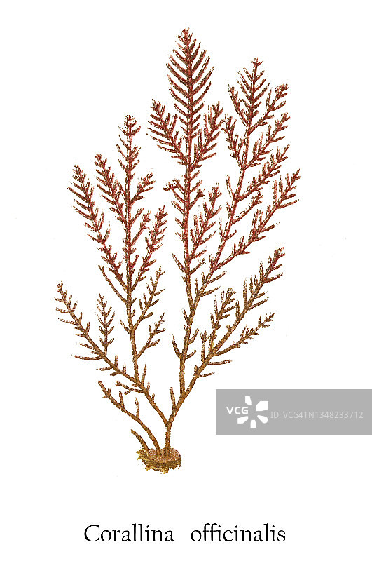 藻类，一种钙质红色海藻（Corallina officinalis）古版画图片素材