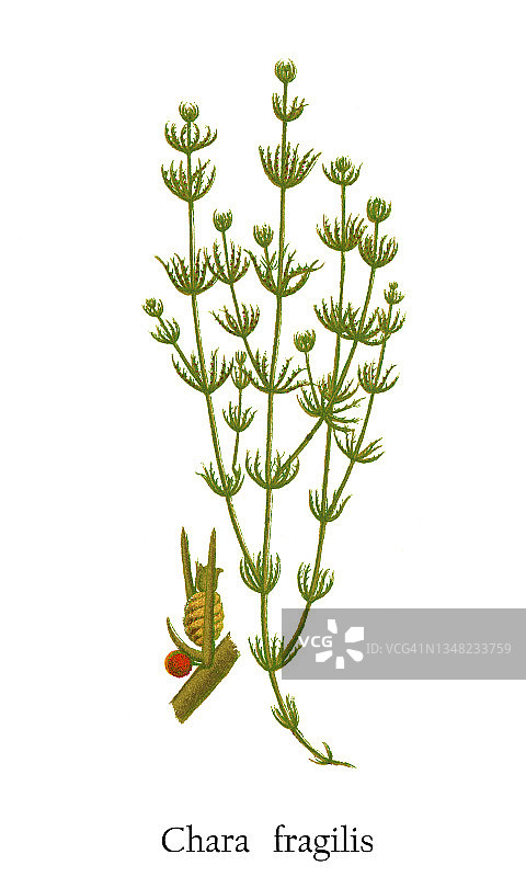 古老的雕刻插图：藻类，轮藻绿藻（Chara fragilis）图片素材