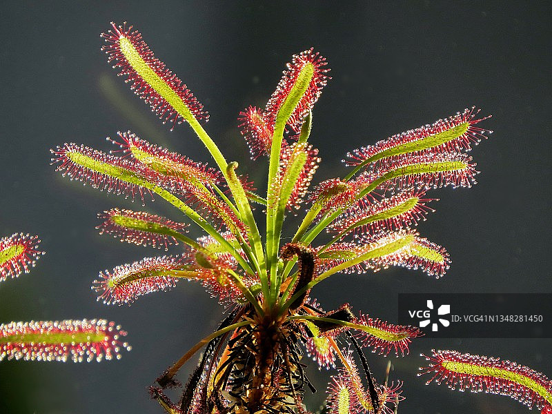 茅膏菜是一种食虫植物图片素材