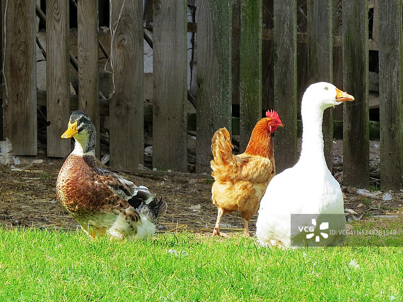 农场家禽母鸡和鸭子图片素材