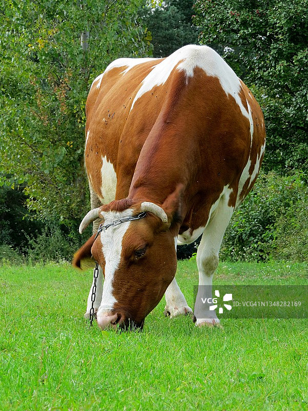 正在吃草的白色棕色奶牛图片素材