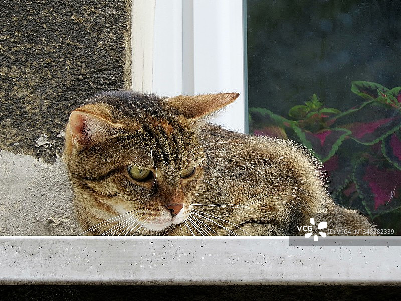 猫咪坐在外面的窗台上图片素材