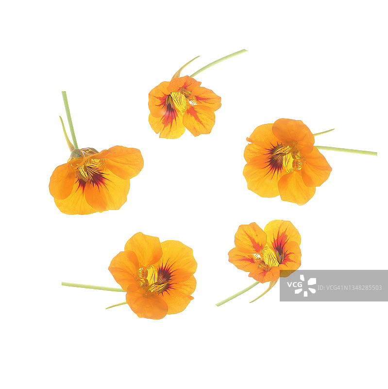 秋季金黄色旱金莲花环绕图片素材