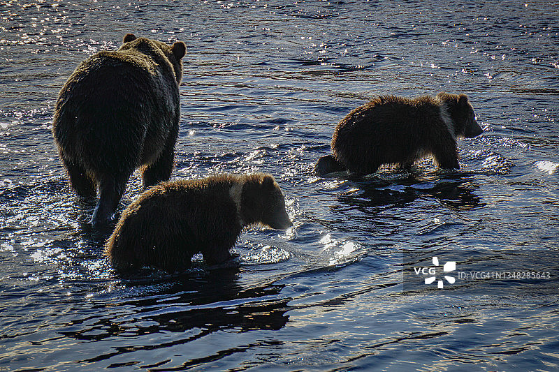阿拉斯加科迪亚克岛：熊捕捞鲑鱼图片素材