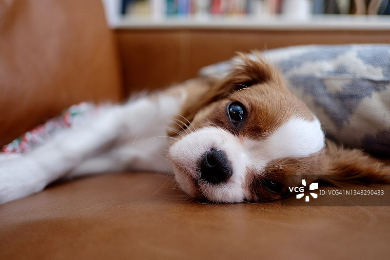 沙发上的查理士王小猎犬幼犬图片素材