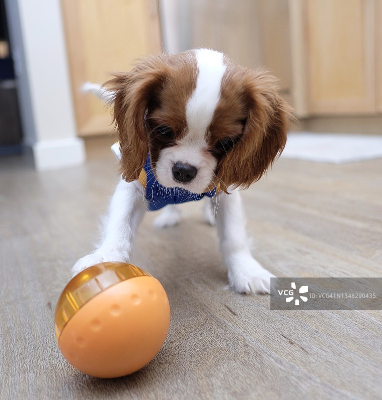 玩篮球的查理士王小猎犬幼犬图片素材