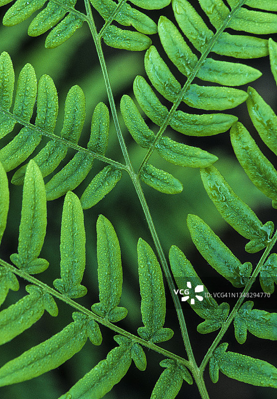 蕨类植物叶图片素材