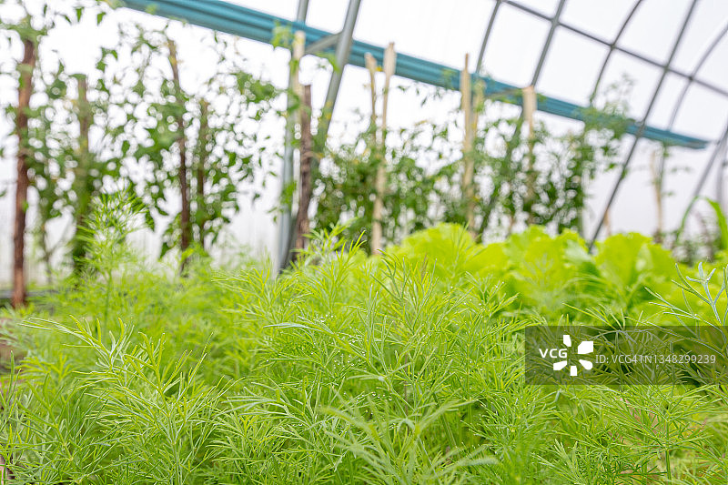 温室中成熟莳萝和其他绿色蔬菜种植园特写，农舍新鲜农产品收获季图片素材