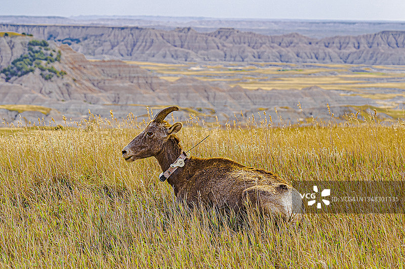 恶地国家公园里戴着项圈的大角羊图片素材