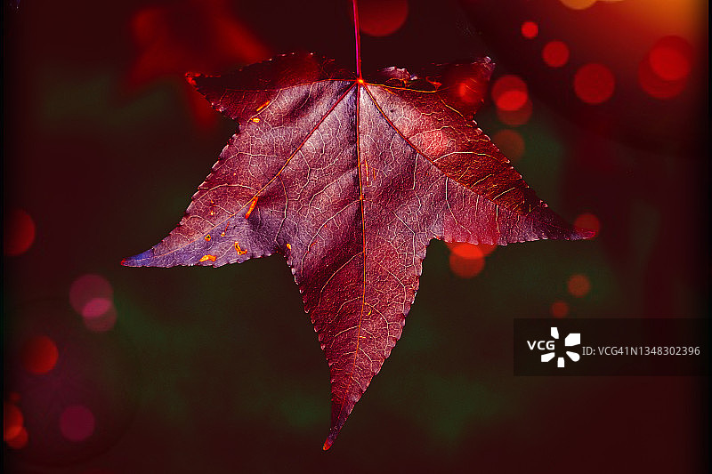 红色秋叶图片素材