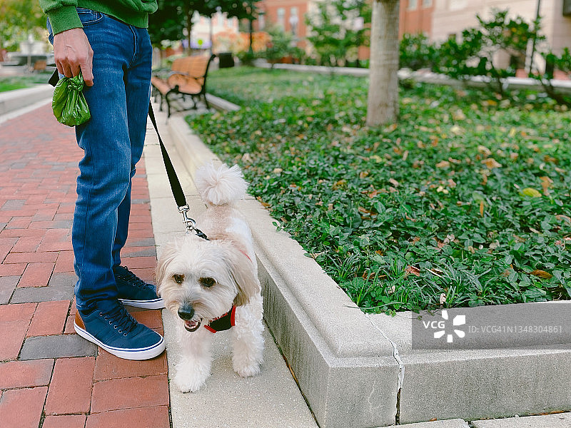 男子遛狗时拿着宠物粪便袋图片素材