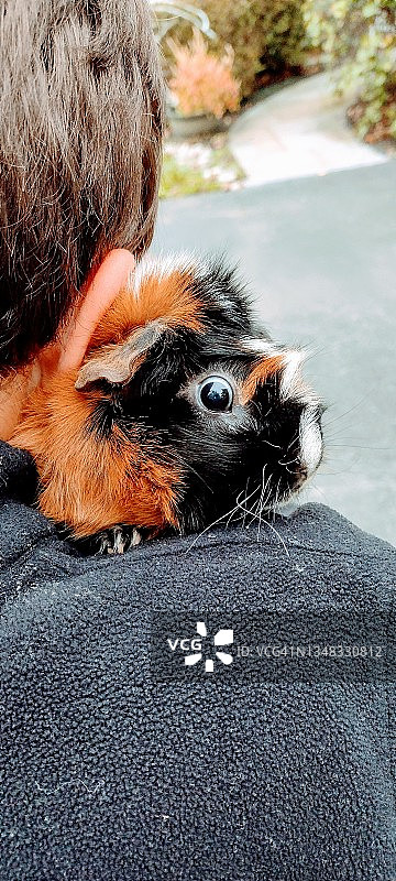 可爱的阿比西尼亚豚鼠图片素材